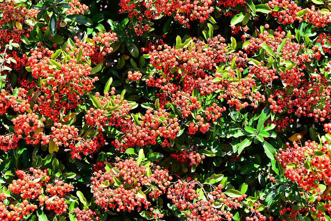 A tree on the Moselle full of red berries, Metz, France