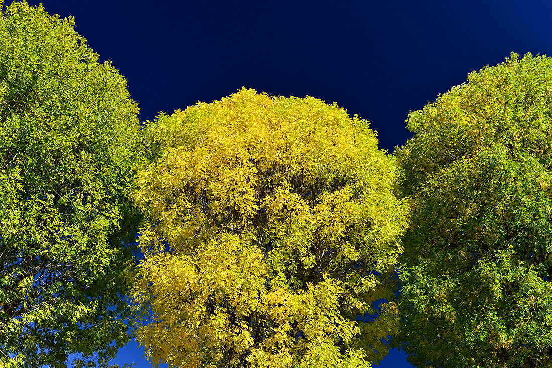 Intensiv farbige Bäume mit gelbem und grünem Laub vor tiefblauem Himmel, Millau, Frankreich