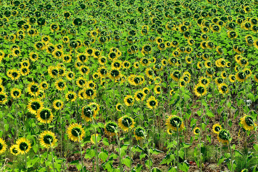 Großes Feld mit vielen blühenden Sonnenblumen, Chiaravalle, Italien
