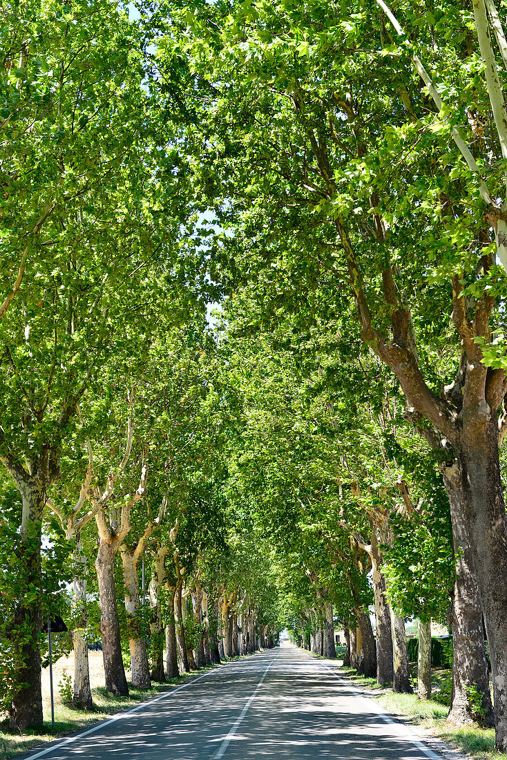 Lange Allee mit einsamer Straße und Platanen, Spello bei Assisi, Umbrien, Italien