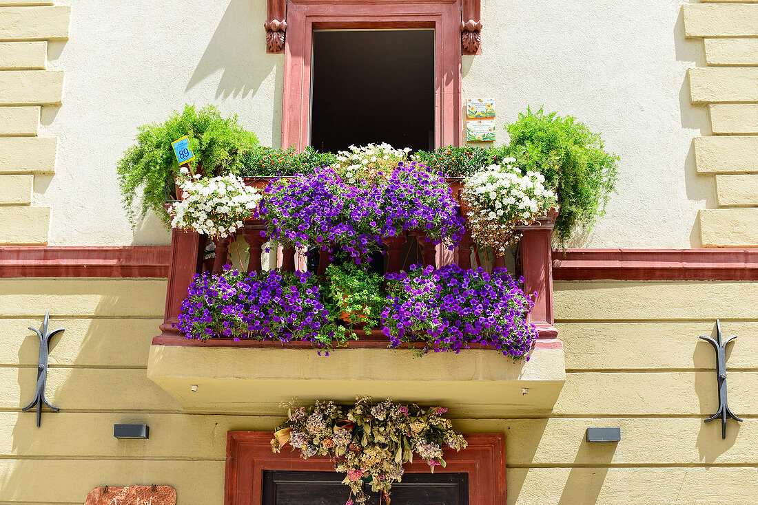Üppige, bunte Blumenpracht an einem Balkon, Foligno, Provinz Perugia, Italien
