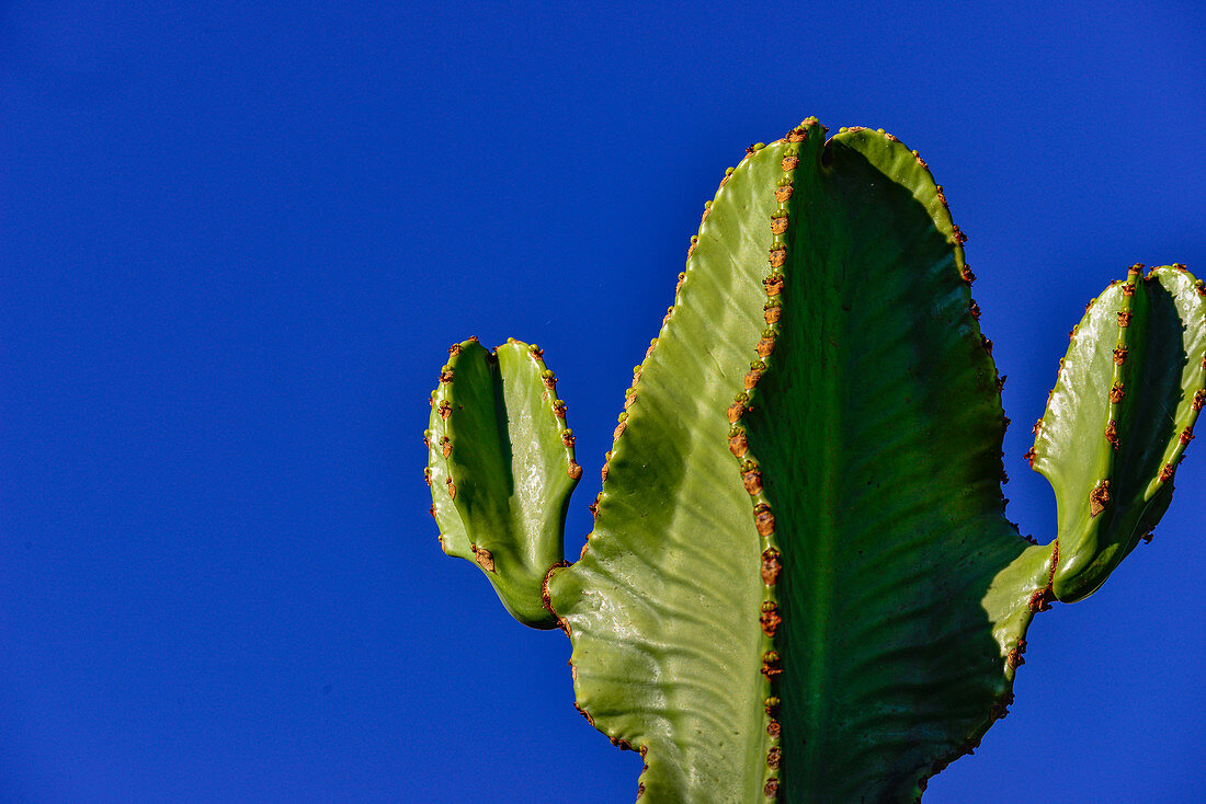 Ein Kaktus, der wie ein Gesicht mit Ohren aussieht, Luz, Algarve, Portugal