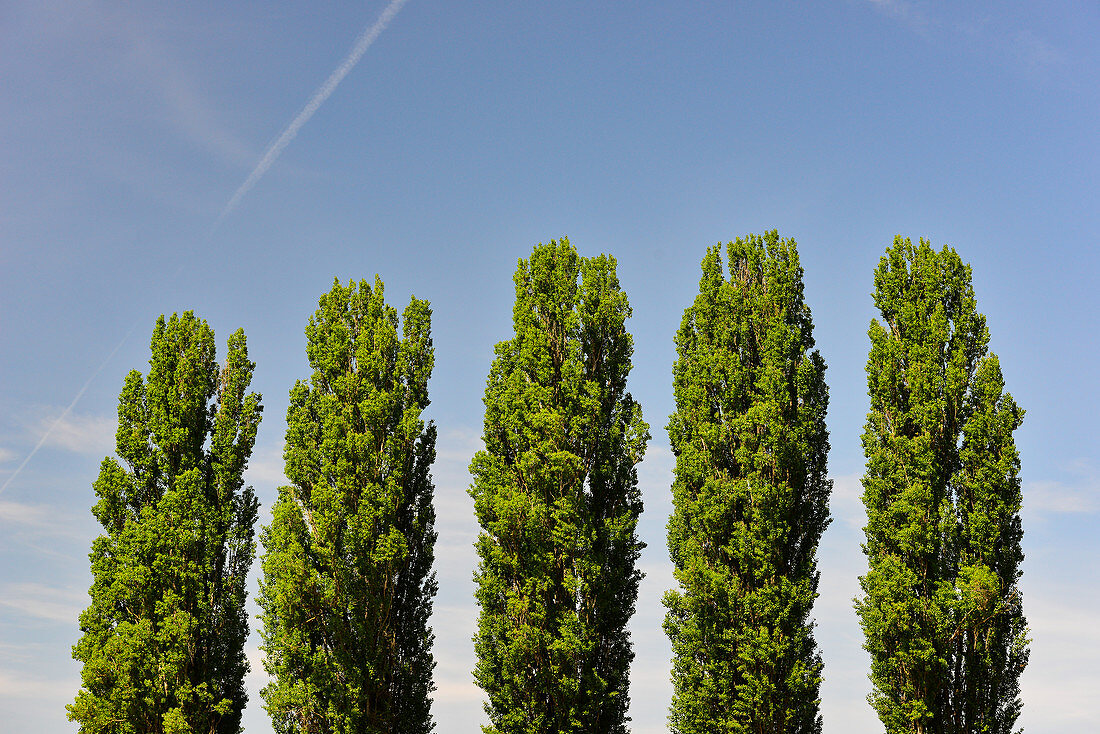 Fünf Pappeln vor blauem Himmel in Zwentendorf an der Donau, Niederösterreich, Österreich