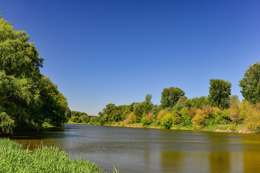 View of the forest and the Danube in the Donauauen near Hainburg, Austria