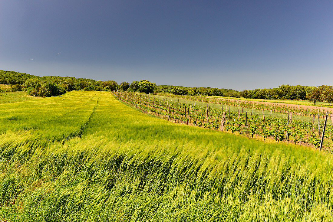 Cornfield and vines in a hilly landscape, near Purbach, Burgenland, Austria