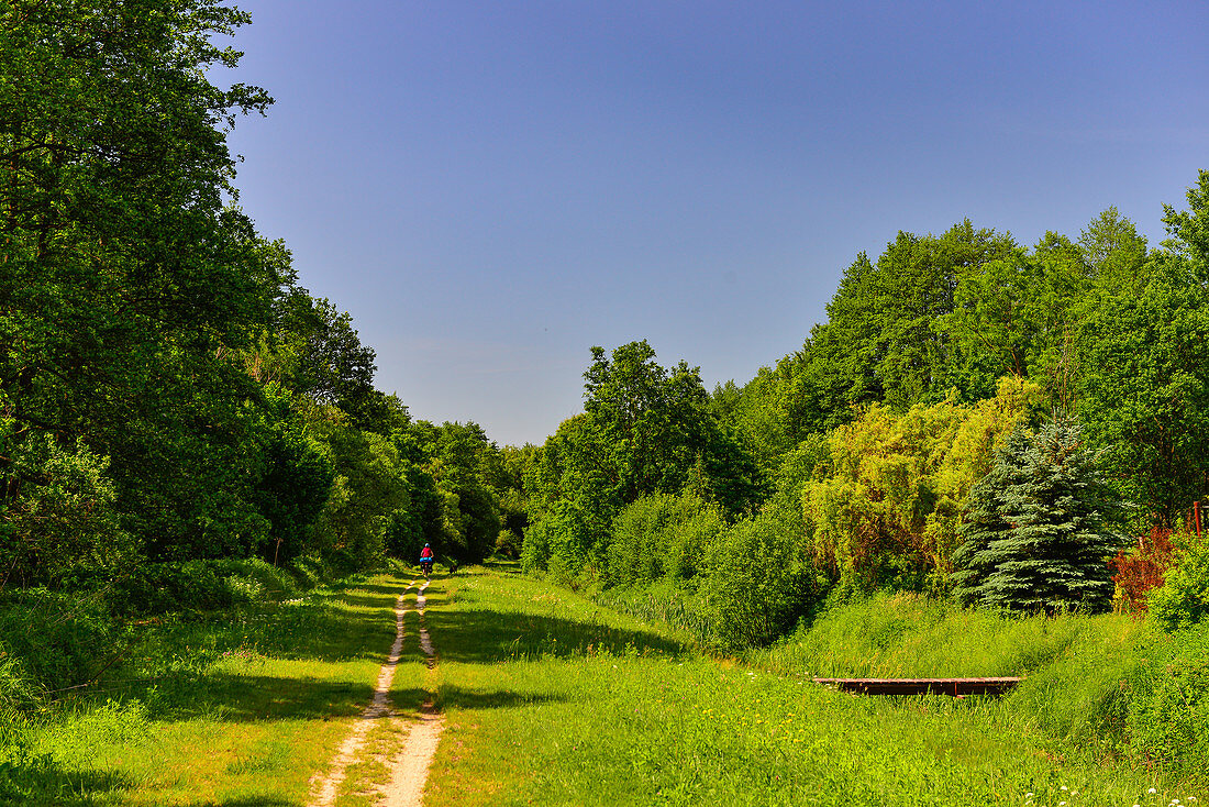 Radfahrerin und Hund während ihrer Reise auf einem kleinen Weg durch den Wald, Nadasd, Ungarn