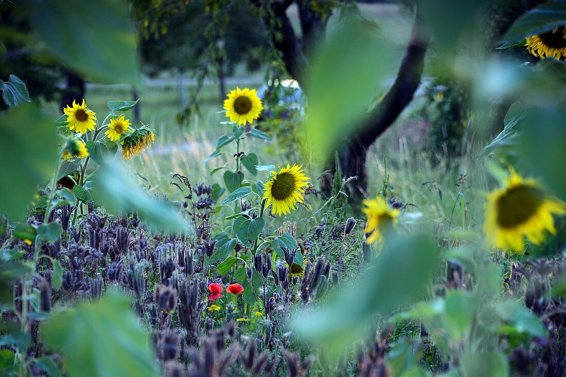 Sonnenblumen bei Kirchehrenbach, Landschaft, Sonne, Feld, Grün, Gelb, Rot, Mohnblume, Fränkische Schweiz, Ober-Franken, Bayern, Deutschland