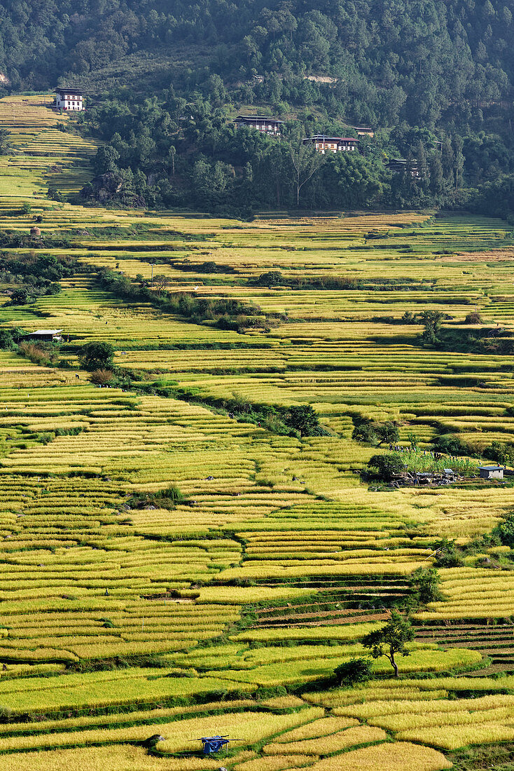 Die niedrige Höhe und ganzjährigen milden Temperaturen begünstigen im Tal von Punakha den Reisanbau, Bhutan, Asien
