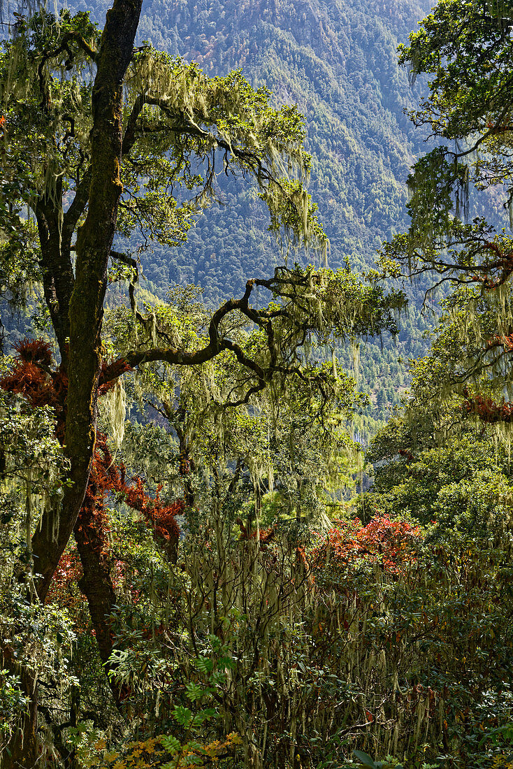 Auf dem Weg zum Tigernest Kloster durchquert der Weg wunderschöne Pinien-und Laubwälder, Bhutan, Asien