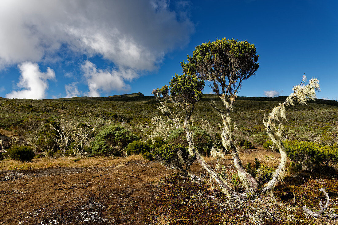 Flechtenwuchs auf der Plaine des Chicots, La Réunion, Frankreich