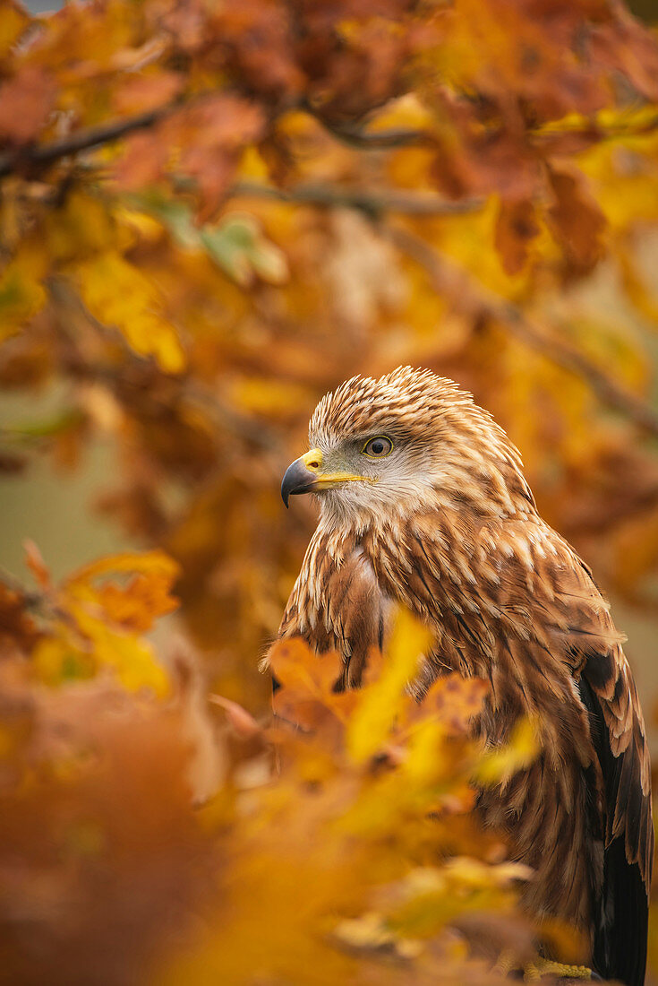 Red kite, Milvus milvus, perched in autumnal oak tree amid yellow and orange colloured leaves