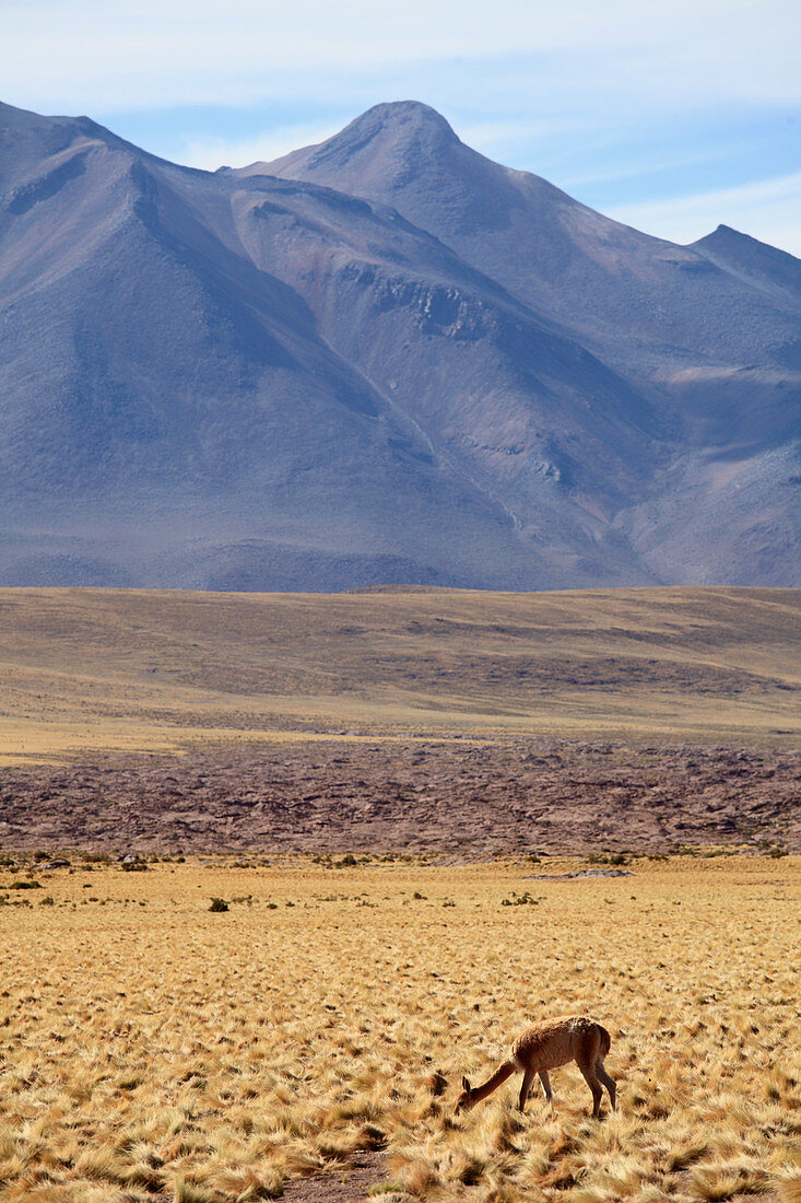 Chile, Antofagasta Region, Atacama Desert, Andes Mountains, vicuna, vicugna vicugna, 