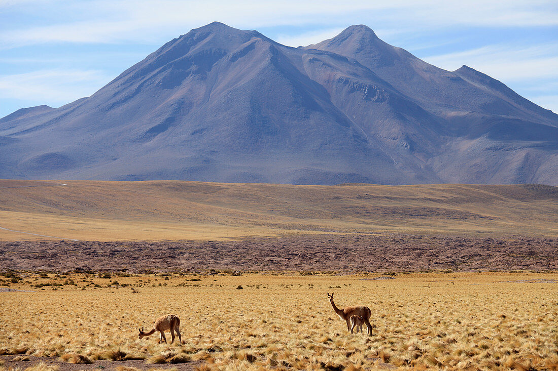 Chile, Region Antofagasta, Atacama-Wüste, Anden, Vikunjas (Vicugna Vicugna) Cerro Miscanti
