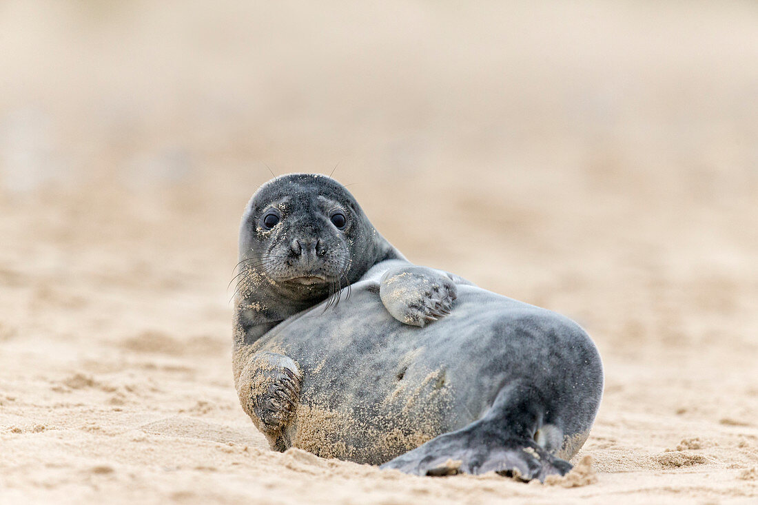 Grey Seal (Halichoerus grypus) 1 month old pup resting on beach, Horsey, Norfolk, England, January