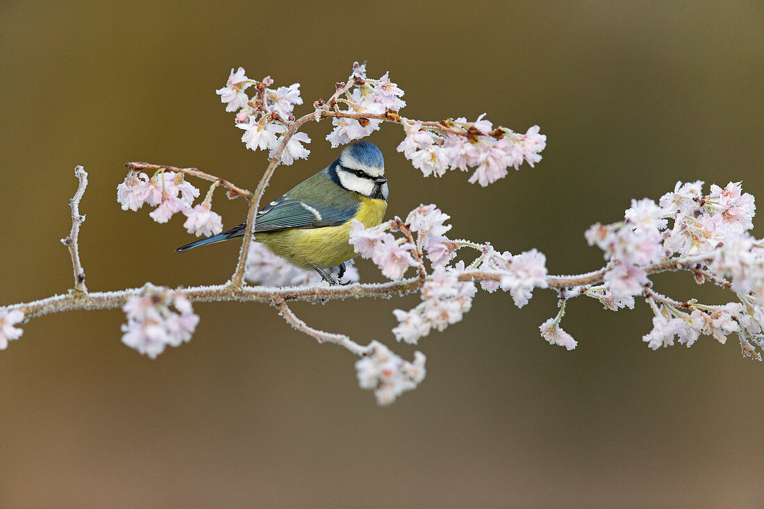 Ausgewachsene Blaumeise (Cyanistes caeruleus), auf einem mit Frost bedeckten Zweig mit Blüte sitzend, Suffolk, England, Januar