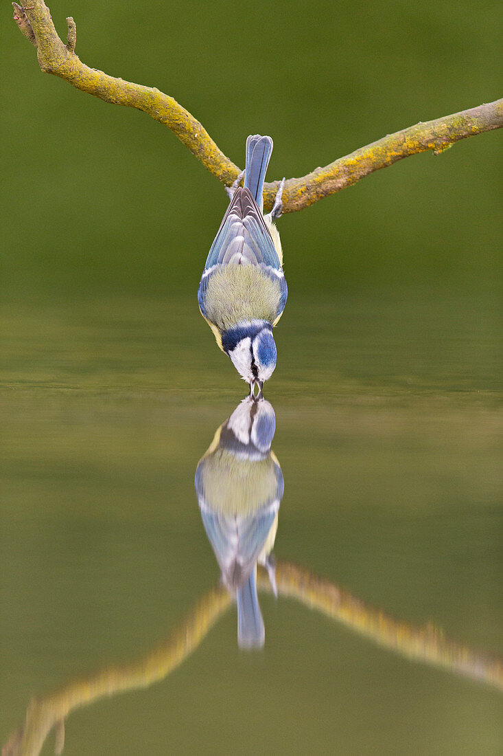 Blue Tit (Cyanistes caeruleus) adult, perched on root, drinking with reflection, Suffolk, England, January