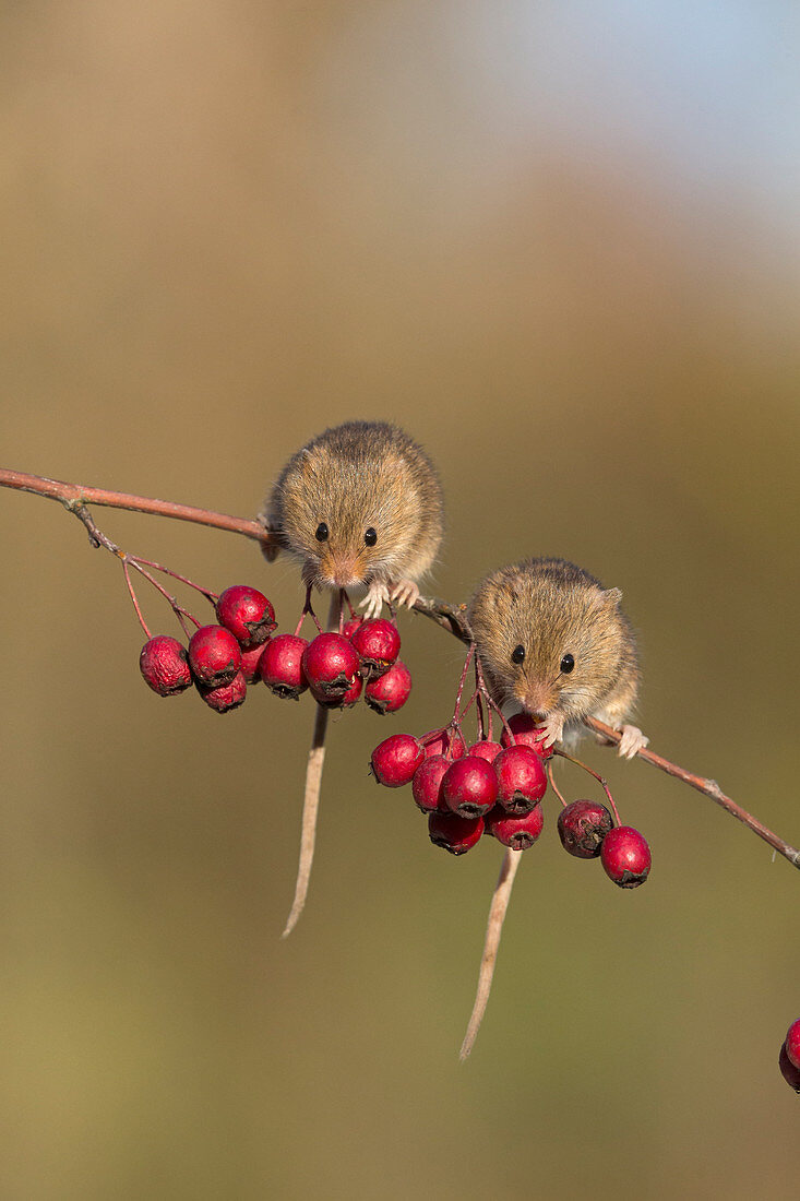 Harvest Mouse (Micromys minutus) 2 adults standing on Common Hawthorn (Crataegus monogyna) twig with berries, Suffolk, England, UK, November, controlled subject
