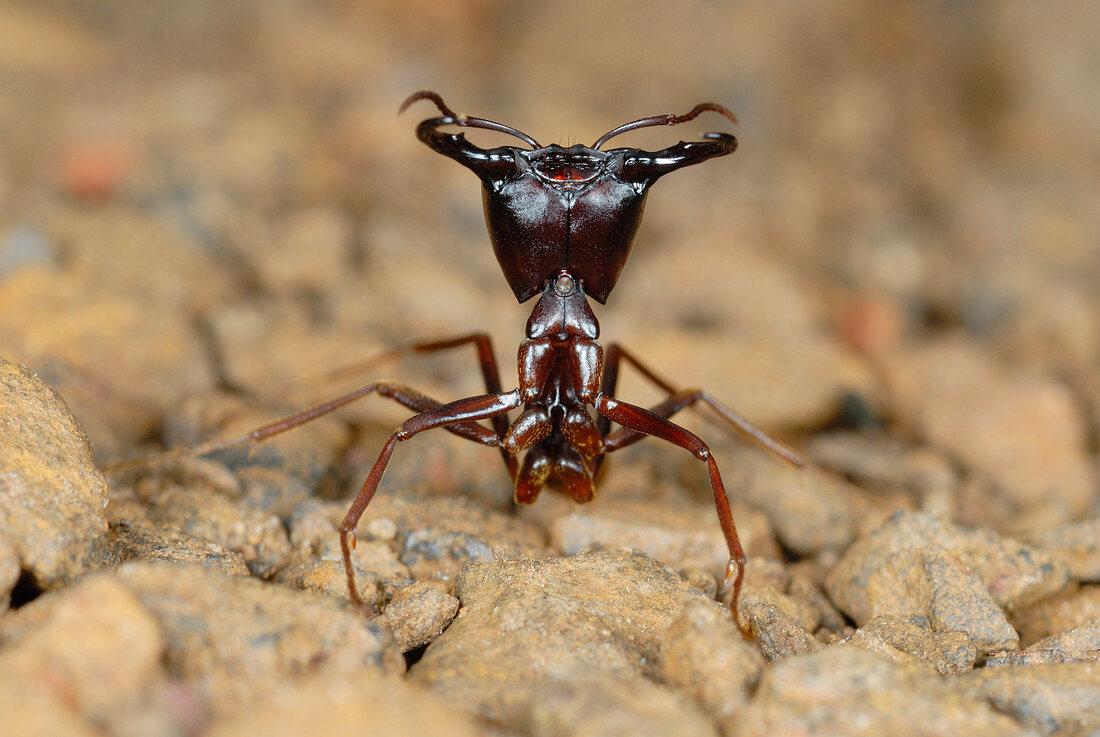 Safari-Ameisenwächter (Dorylus sp.) beim Schutz der Arbeiterinnen im Bwindi Impenitrable Forest, Uganda, Afrika