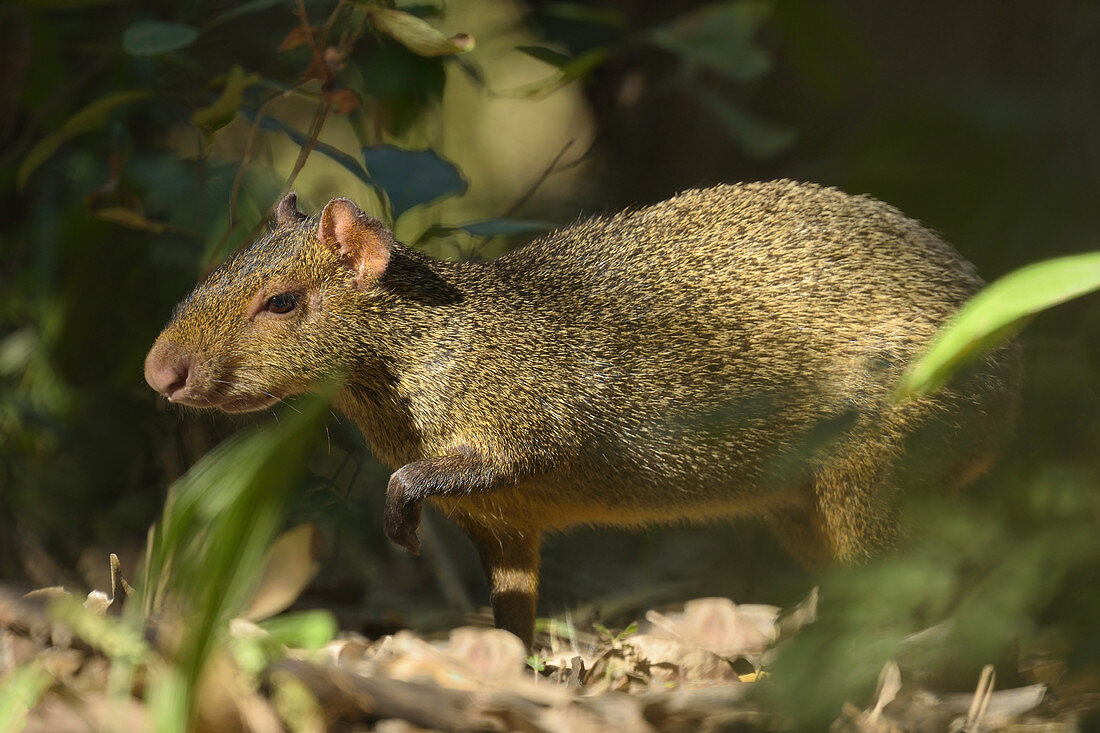  Azara's Agouti (Dasyprocta azarae) nervously emerging from the forest in the Pantanal, Brazil