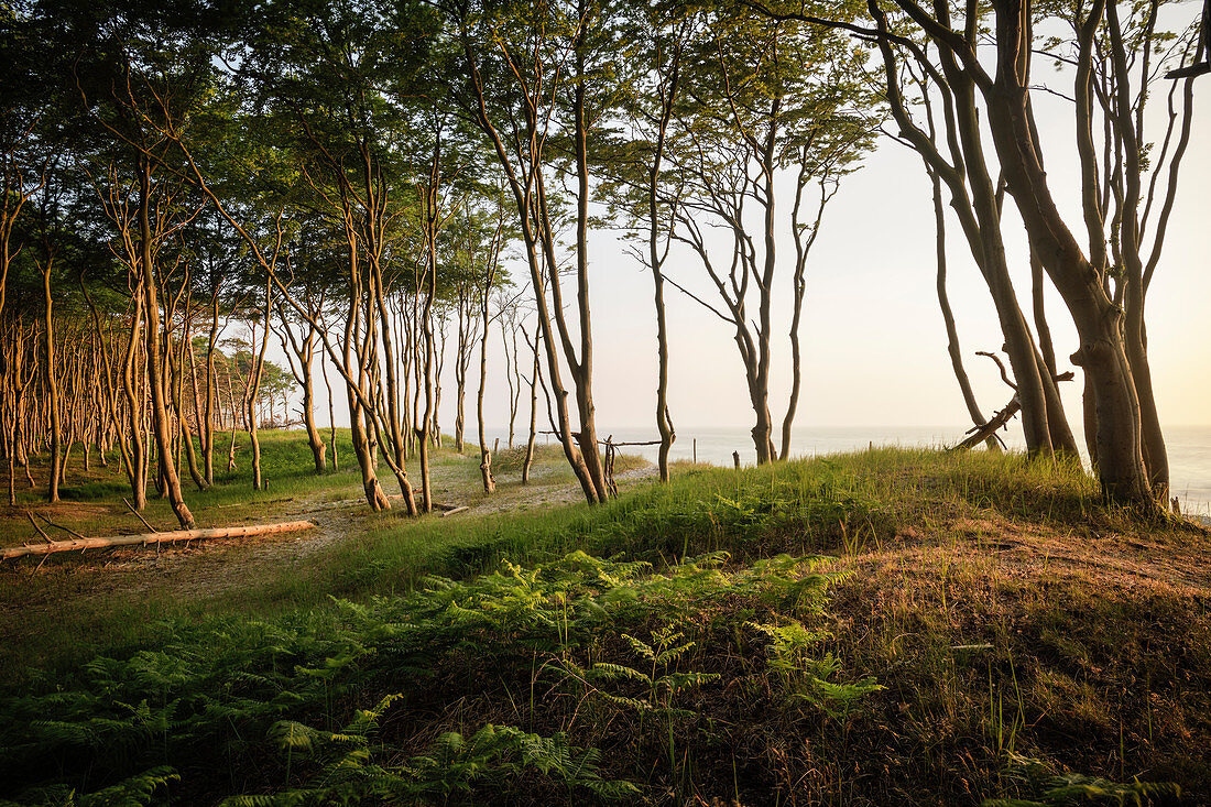 crooked trees on the west beach, Fischland-Darß-Zingst, Western Pomerania Lagoon Area National Park, peninsula in Mecklenburg-Western Pomerania, Baltic Sea, Germany, Europe