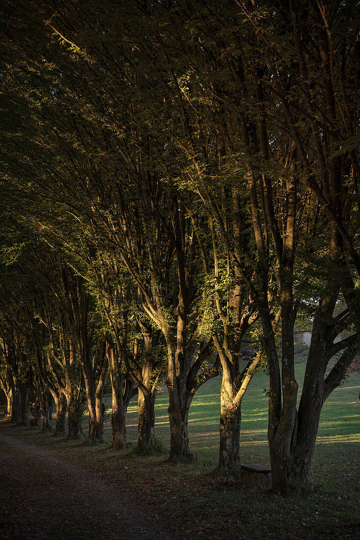 Allee im Kloster Heiligkreuztal (ehemalige Zisterzienser Abtei), Altheim bei Riedlingen, Oberschwaben, Baden-Württemberg, Deutschland, Europa