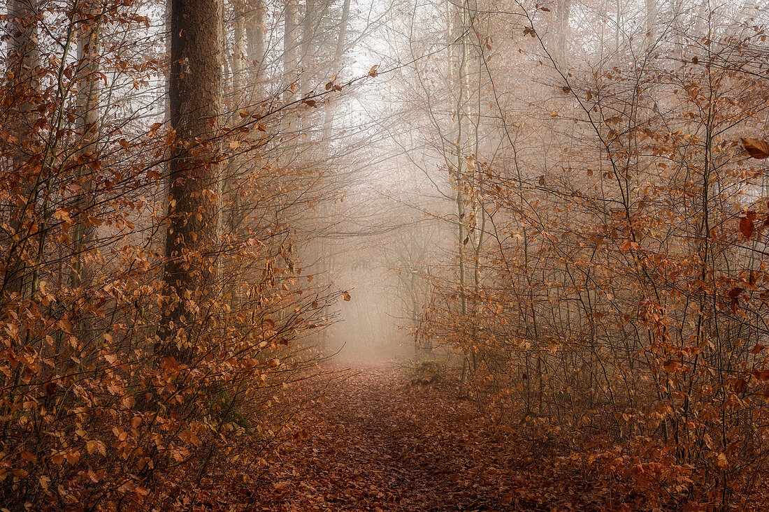 Morning mist in autumnal beech forest, Bavaria, Germany