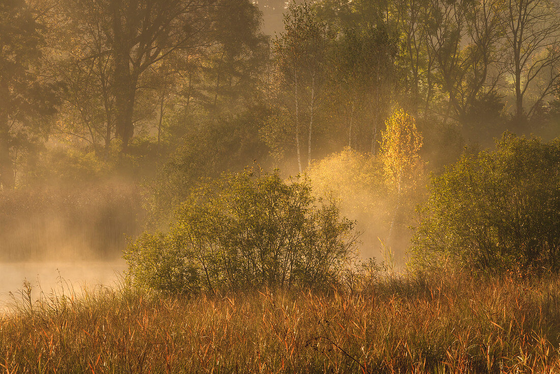 Oktobermorgen am Dietlhofer See, Wald bei Weilheim, Bayern, Deutschland