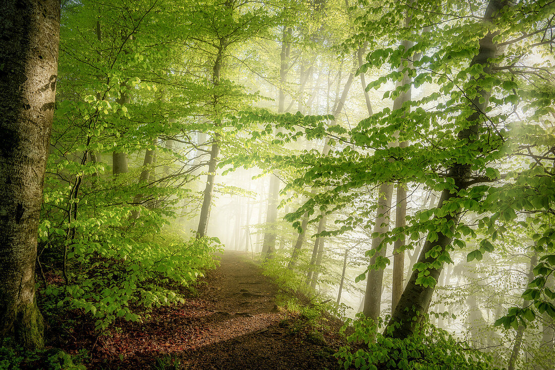 Morning mood in the spring beech forest, Bavaria, Germany