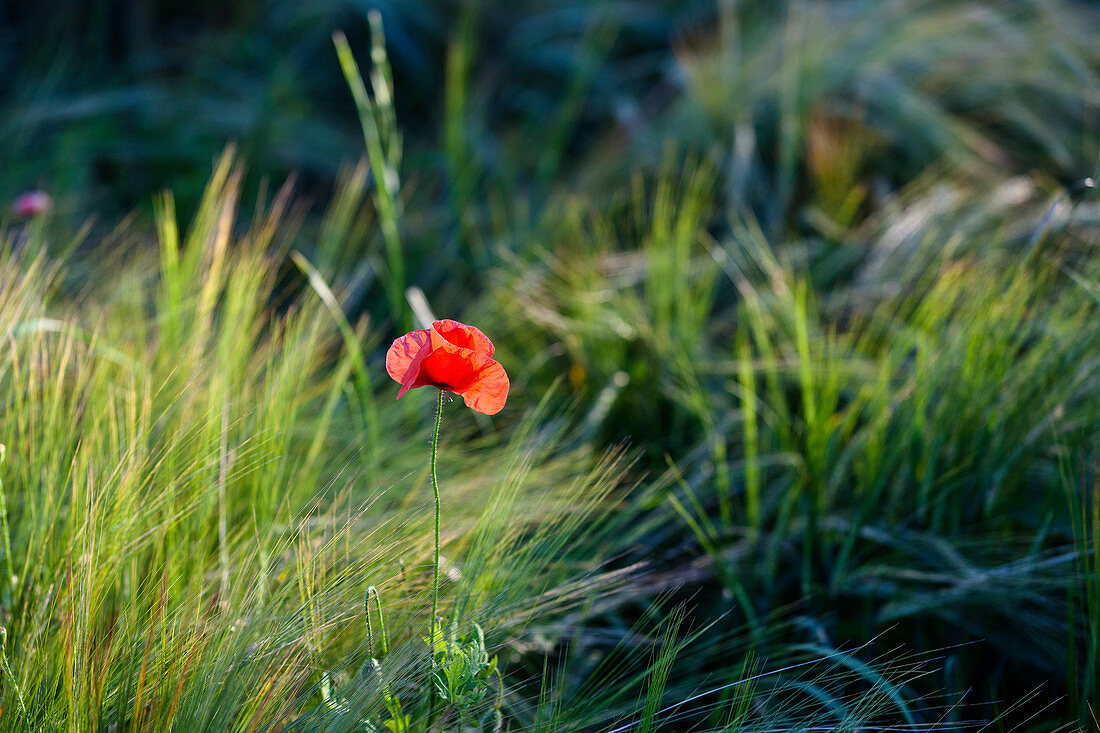 Poppies in the cornfield in Calvados, Normandy