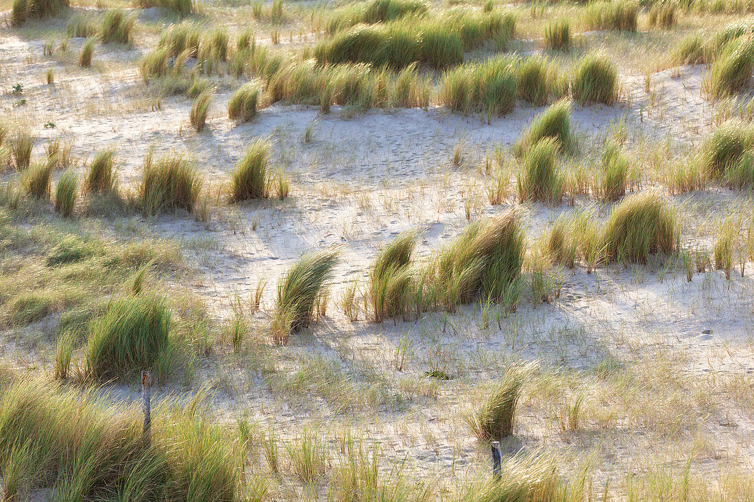 Dune landscape in the evening light at Sable d´Or les Pins near Cap Frehel in Brittany, France.