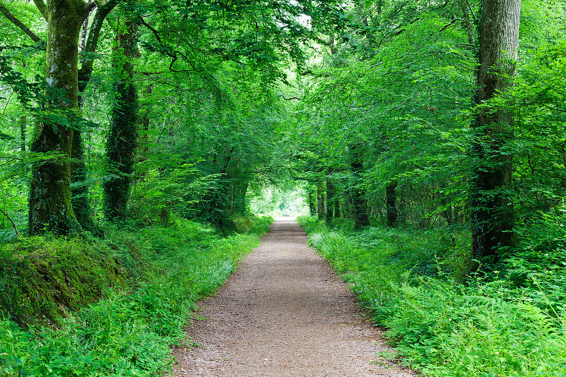 Forest path in the forest of Saint-Sauveur-le-Vicomte, 50390. Cotentin peninsula Normandy.