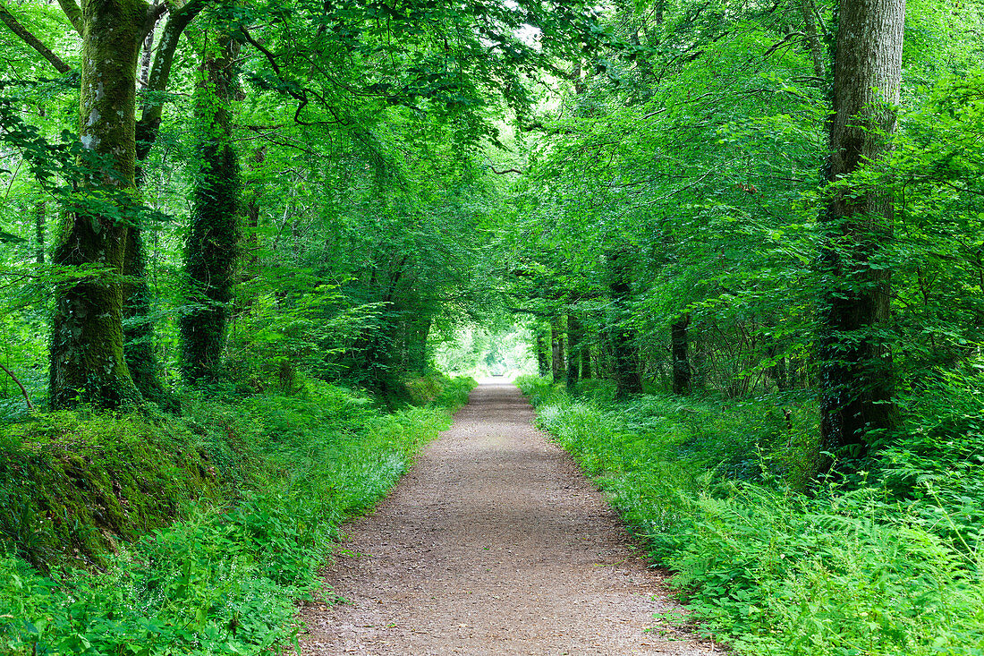 Waldweg im Wald von Saint-Sauveur-le-Vicomte, Cotentin Halbinsel, Normandie, Frankreich