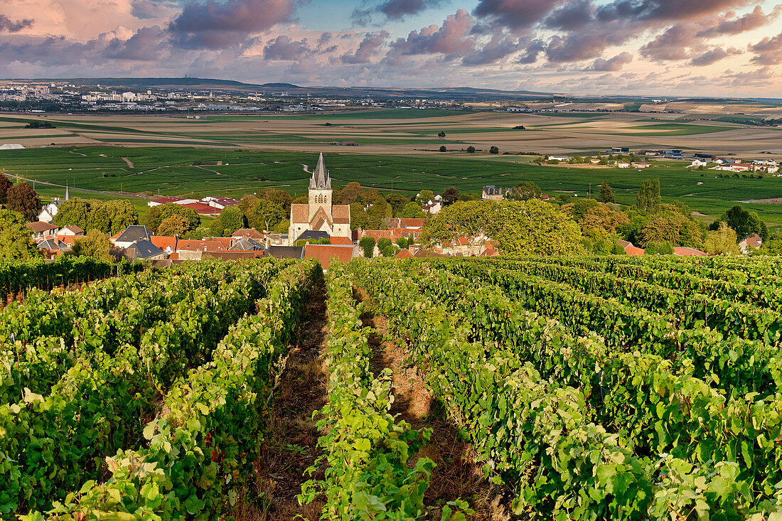 Wine growing in Champagne, Montagne de Reims, Ville-Dommange, village church, France