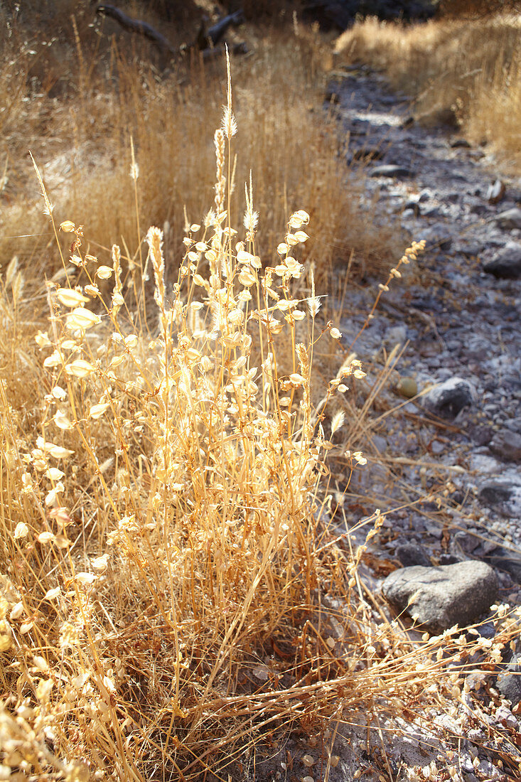 Grasses in Pinnacles National Park, California, USA.