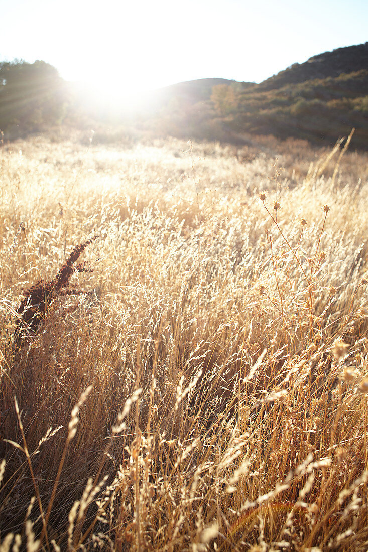 Gräser im Gegenlicht im Pinnacles National Park, Kalifornien, USA