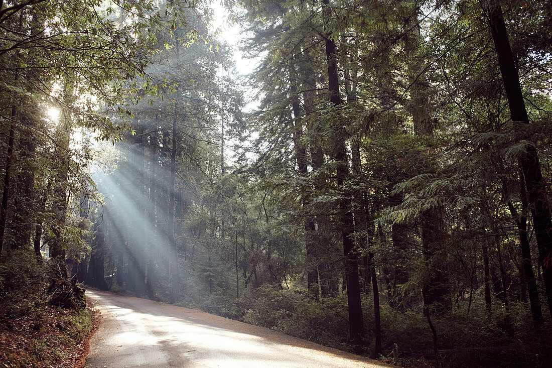 Straße mit Sonnenstrahlen im morgendlichen Wald, Big Basin State Park, Kalifornien, USA
