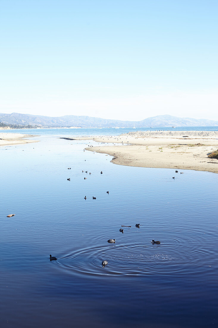 Lagoon with water birds in Santa Barbara, California, USA: