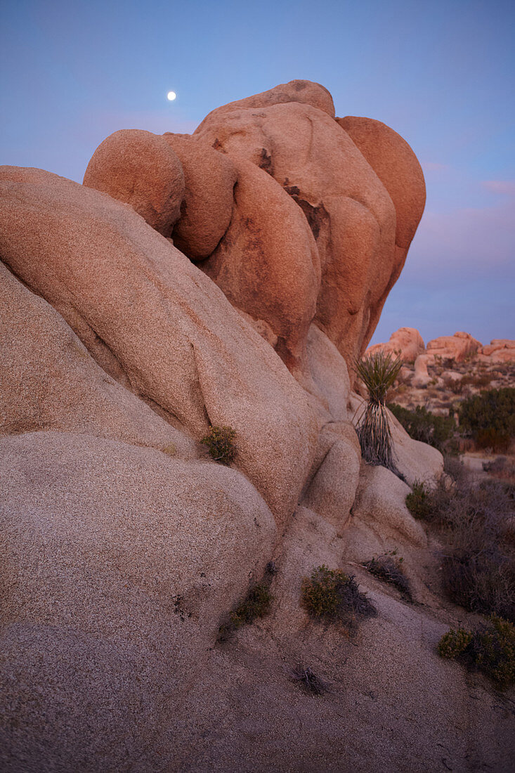 Rock with moon in sunrise in Joshua Tree Park, California, USA.