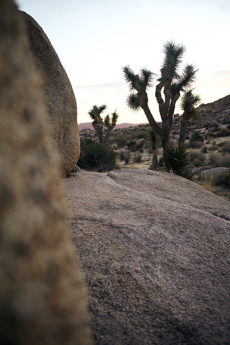 Felsen und Joshua Trees am frühen Morgen im Joshua Tree Park, Kalifornien, USA