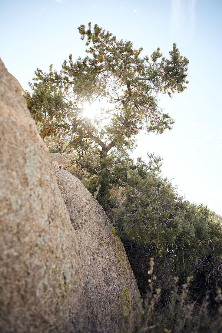 Sonne scheint durch die Zweige eines Nadelbaums im Joshua Tree Park, Kalifornien, USA