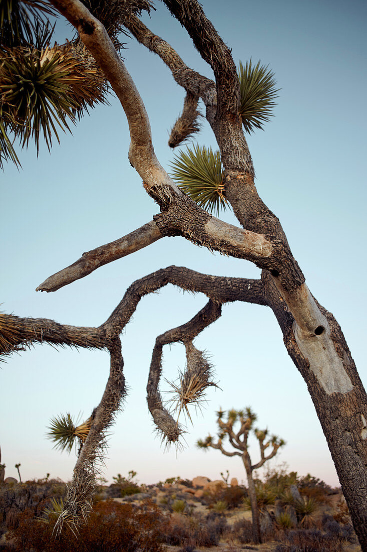 Joshua Trees am frühen Morgen im Joshua Tree Park, Kalifornien, USA