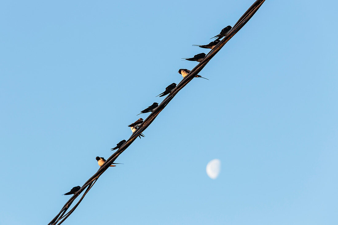 Schwalben sind ins Donaudelta zurückgekehrt, sitzen in der Abendsonne auf Stromkabel, darunter der Mond, Mila 23, Tulcea, Rumänien.