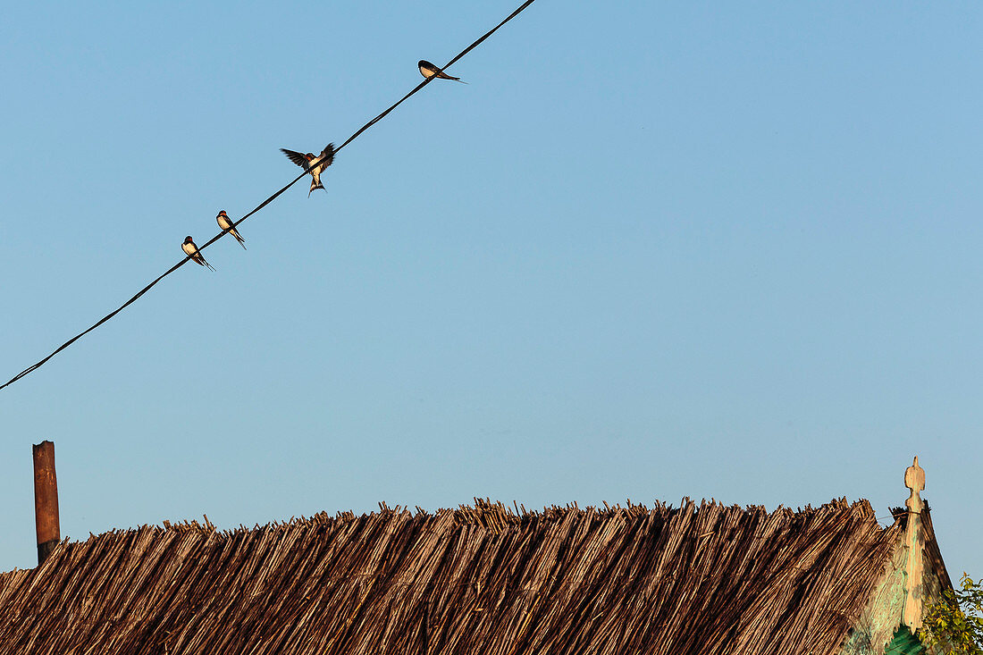 The swallows have returned to the Danube Delta, sitting in the evening sun in April on power cables over a reed-covered fisherman's hut, Mila 23, Tulcea, Romania.