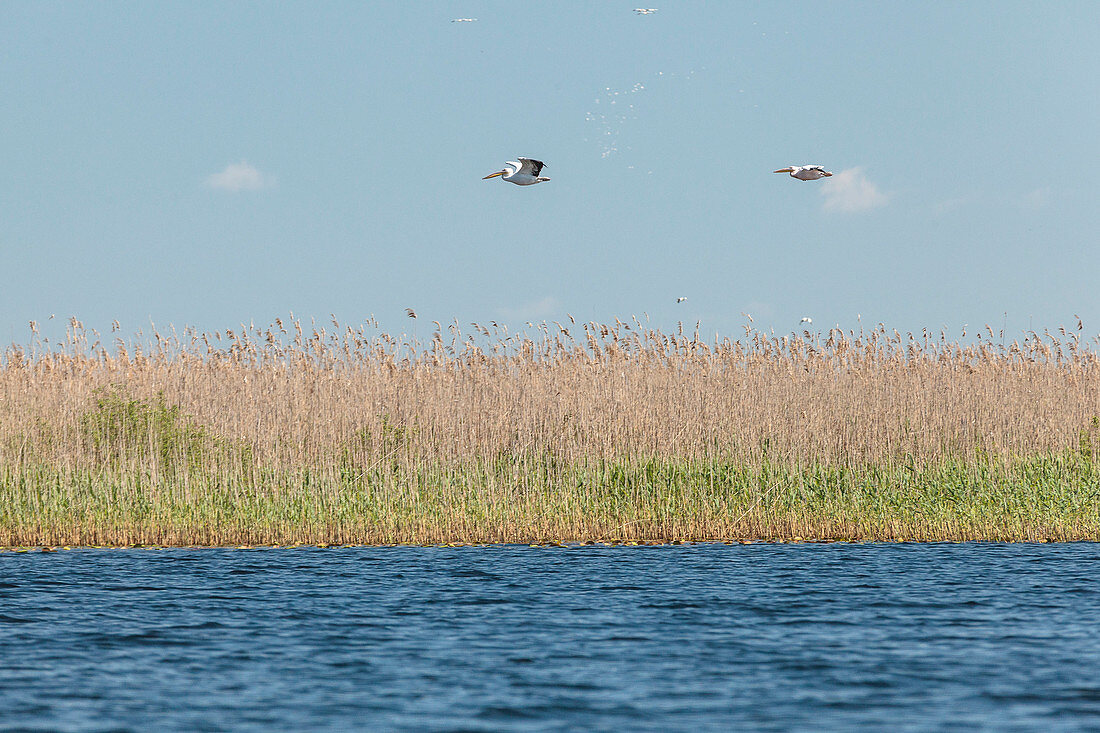 Donaudelta: Zwei Pelikane, die Meistersegler, schweben über Schilf im Lacul Matita, Mila 23, Tulcea, Rumänien.