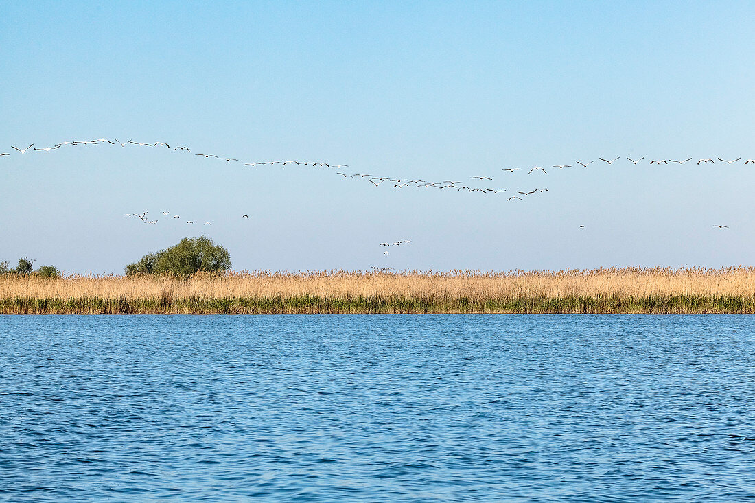 Donaudelta: Ein großer Schwarm Pelikane schwebt über dem Lacul Babina, Mila 23, Tulcea, Rumänien.