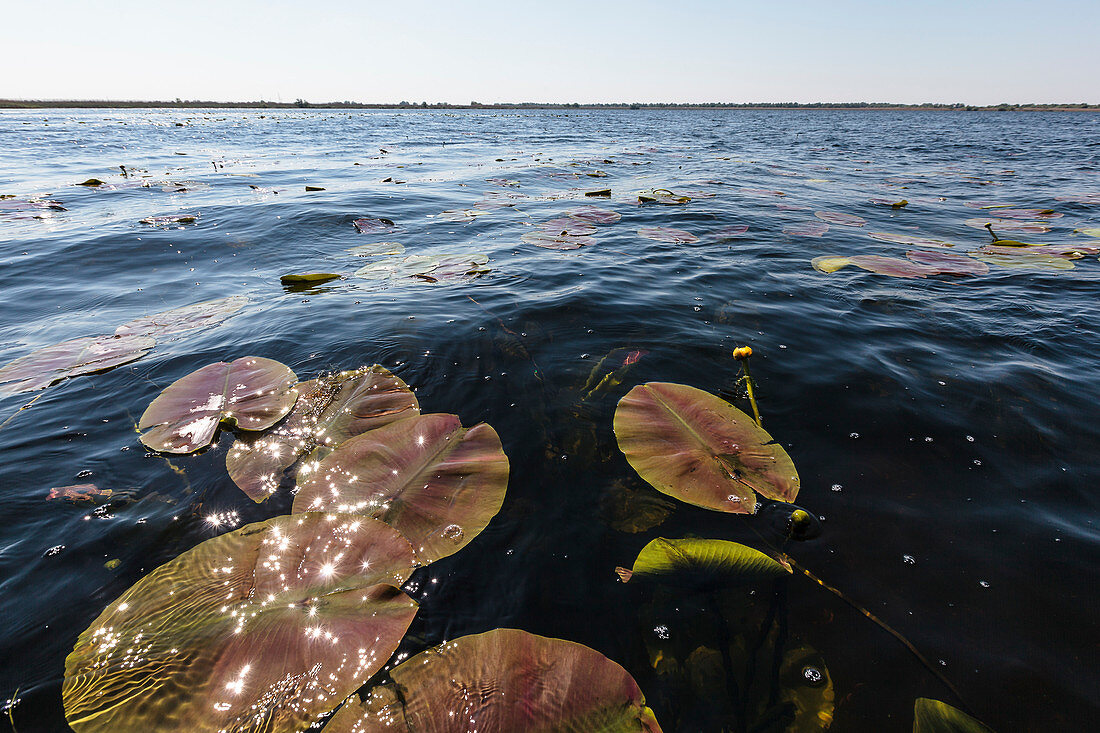 Lily pads in the Danube Delta, Mila 23, Tulcea, Romania.