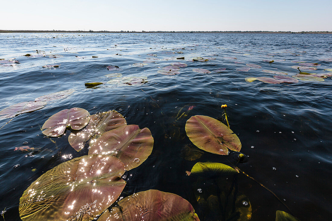 Seerosenblätter im Donaudelta, Mila 23, Tulcea, Rumänien.