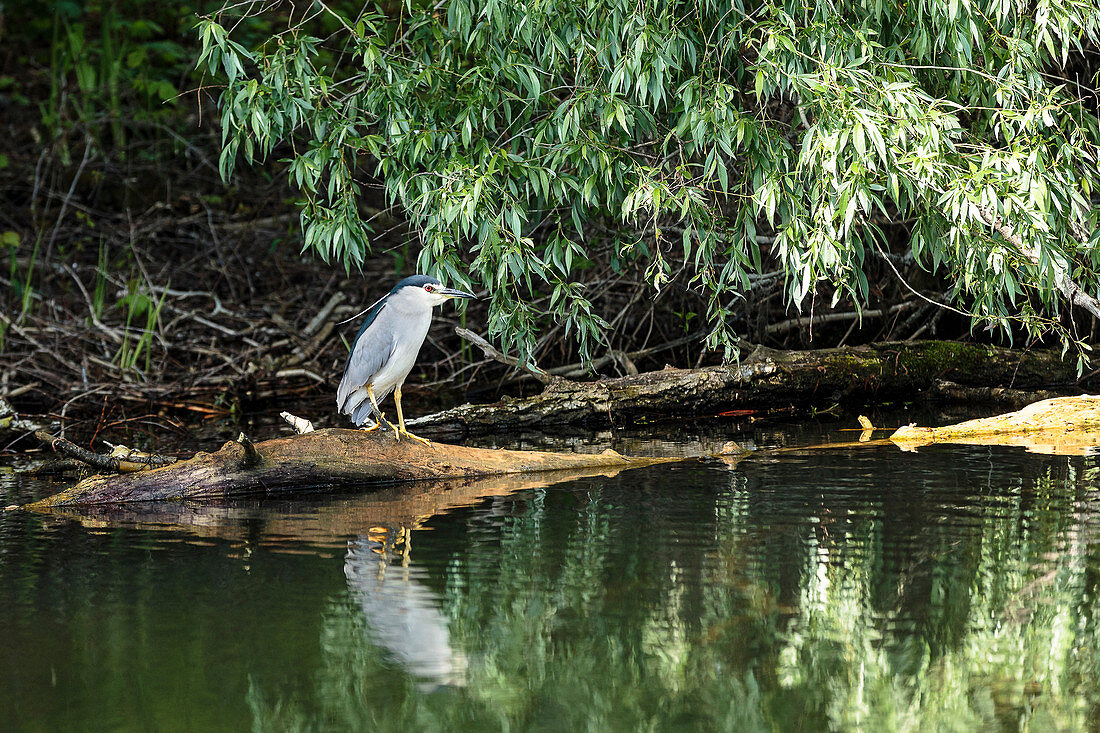 Nachtreiher (Nycticorax nycticorax) auf einem Baumstamm im Donaudelta, im April, Mila 23, Tulcea, Rumänien.