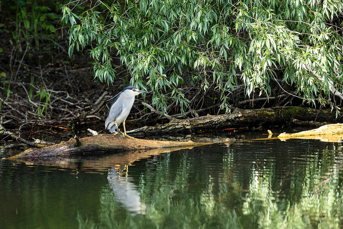 Night heron (Nycticorax nycticorax) on a log in the Danube Delta, in April, Mila 23, Tulcea, Romania.
