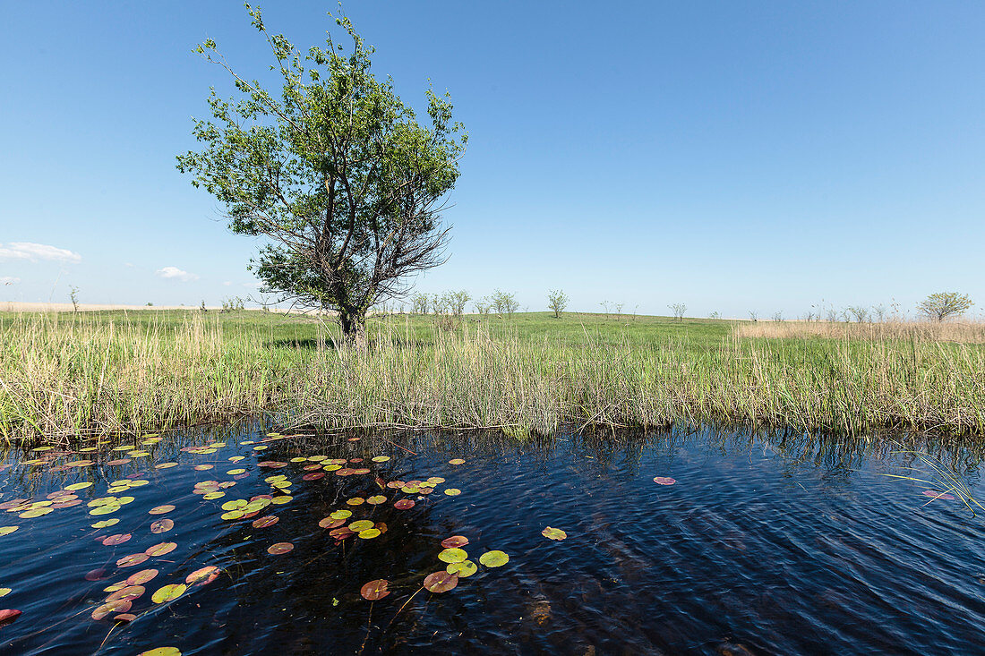 Donaudelta, Baum am Ufer eines Wasserarmes mit Seerosen, Letea, Donaudelta, Tulcea, Rumänien